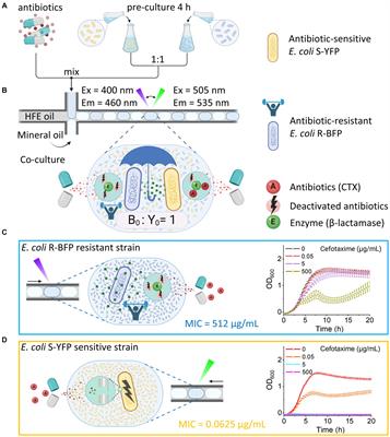 Population dynamics of cross-protection against β-lactam antibiotics in droplet microreactors